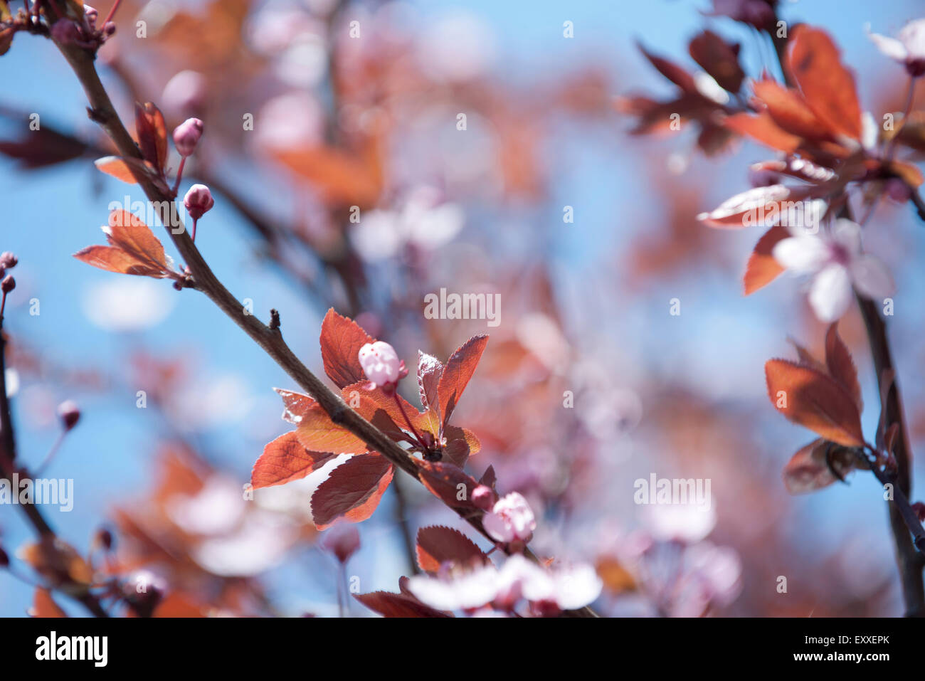 Branches de cerisier Banque D'Images
