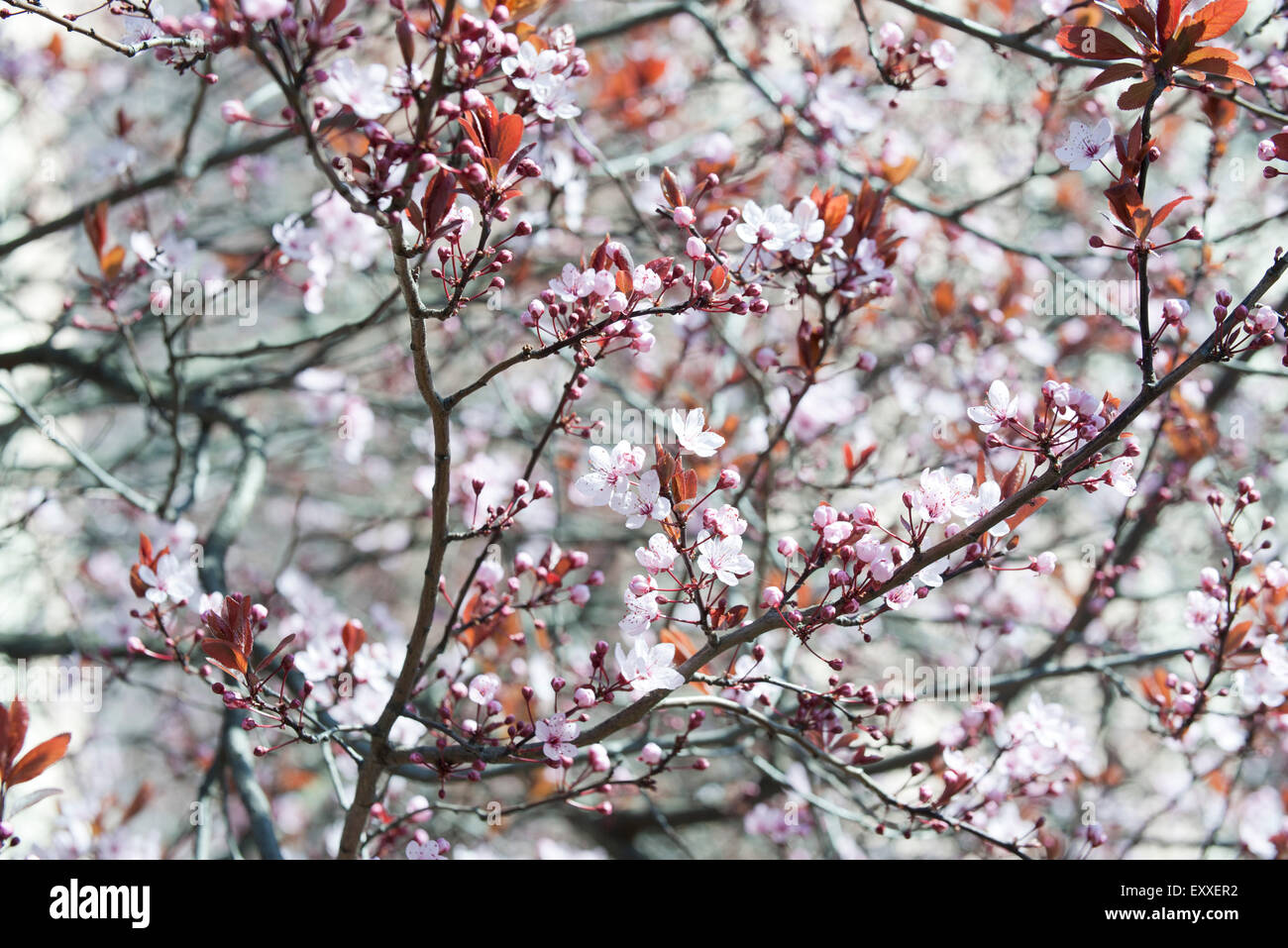 Branches de cerisier en fleurs Banque D'Images