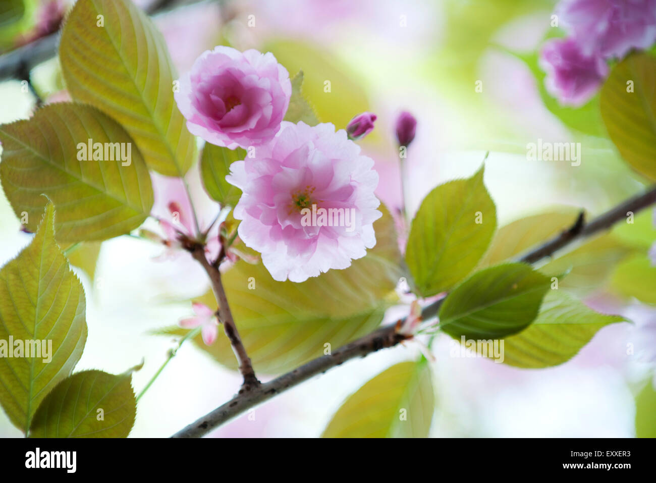 Cerisiers en fleurs Banque D'Images