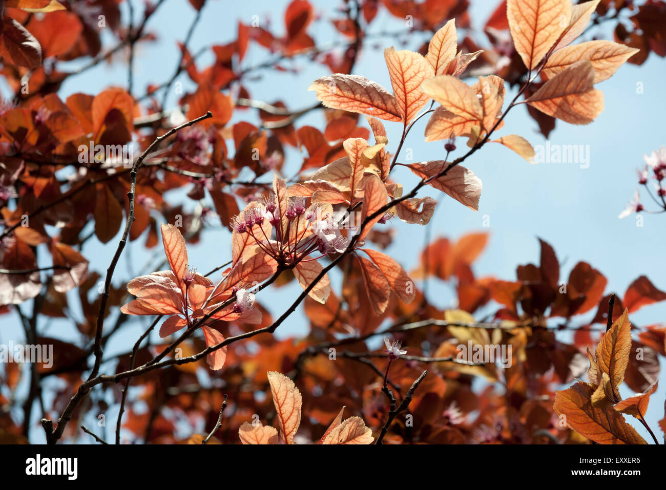 Branches de cerisier Banque D'Images