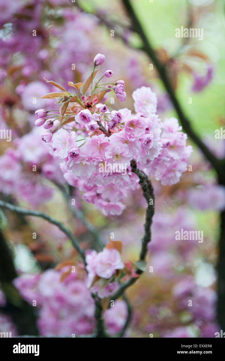Cerisiers en fleurs Banque D'Images
