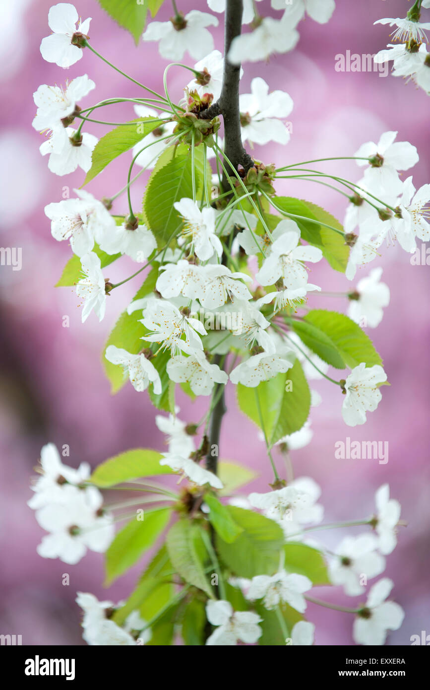 Cerisiers en fleurs Banque D'Images