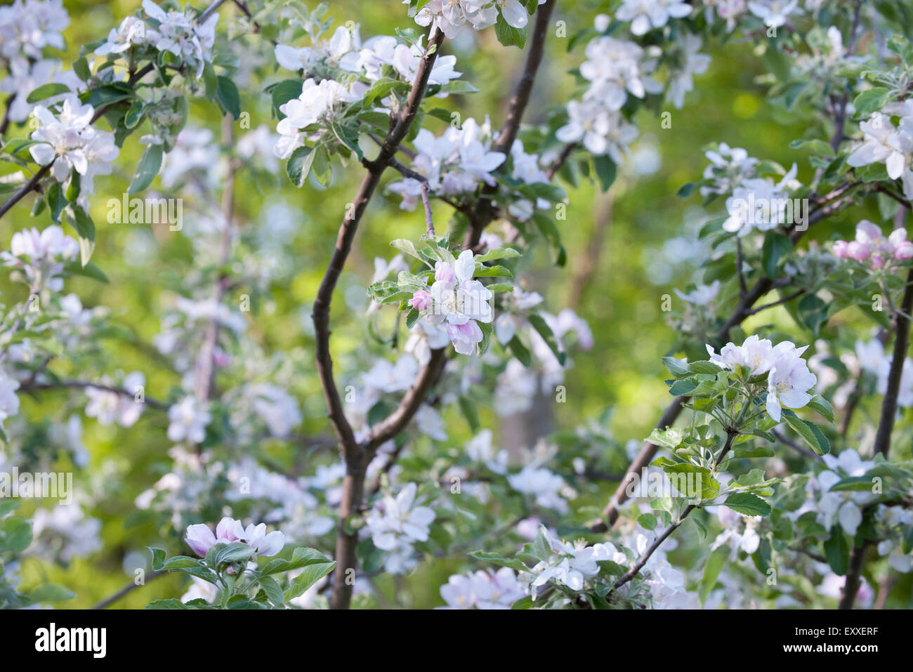 Cerisiers en fleurs Banque D'Images