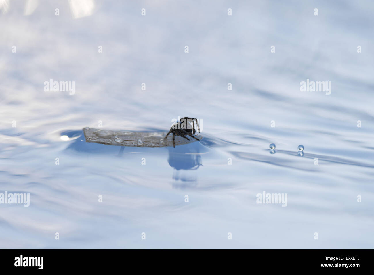 Débris flottant sur l'araignée dans l'eau Banque D'Images