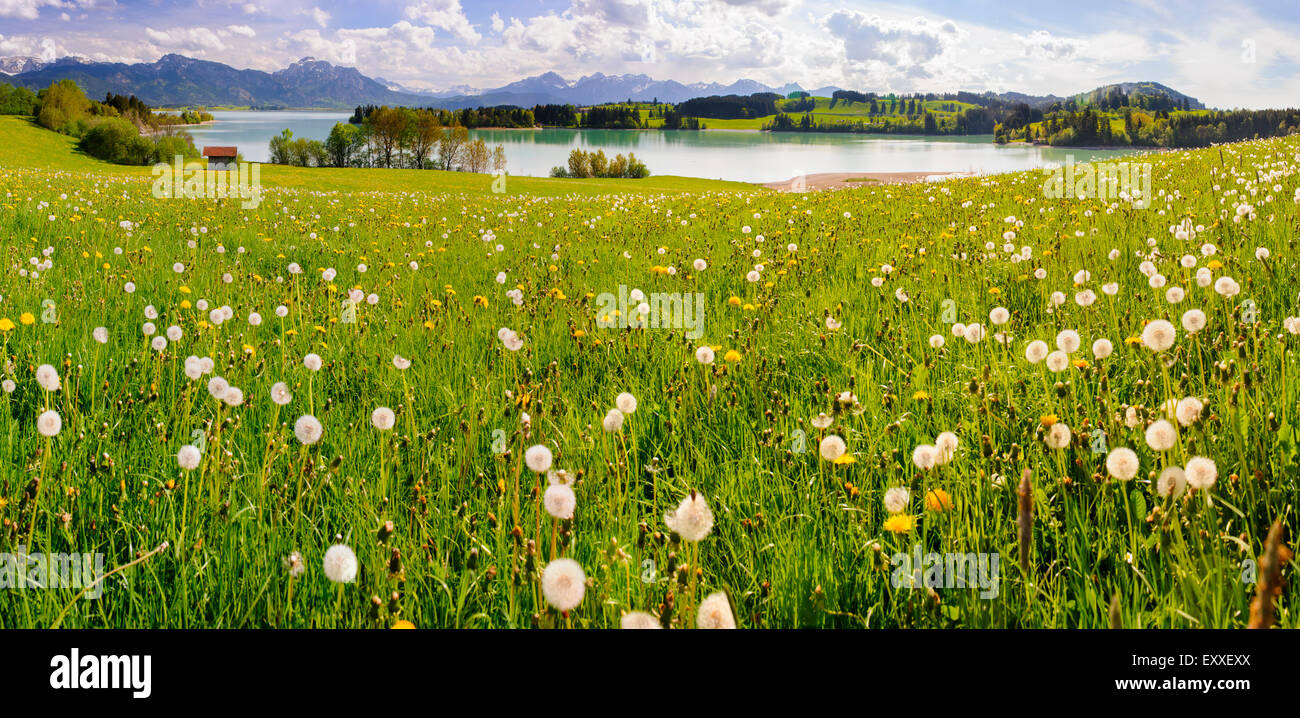 Paysage panoramique en Bavière avec les montagnes des Alpes et meadow au printemps Banque D'Images