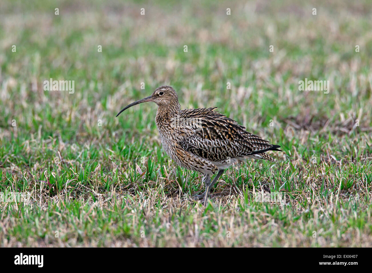 Courlis cendré (Numenius arquata) se nourrissent dans les herbages Banque D'Images