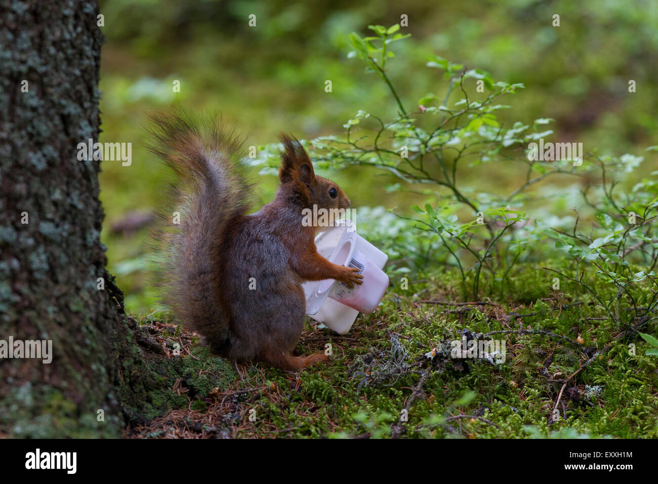 Eurasian écureuil roux (Sciurus vulgaris) se nourrissant de yogourt en plastique Banque D'Images