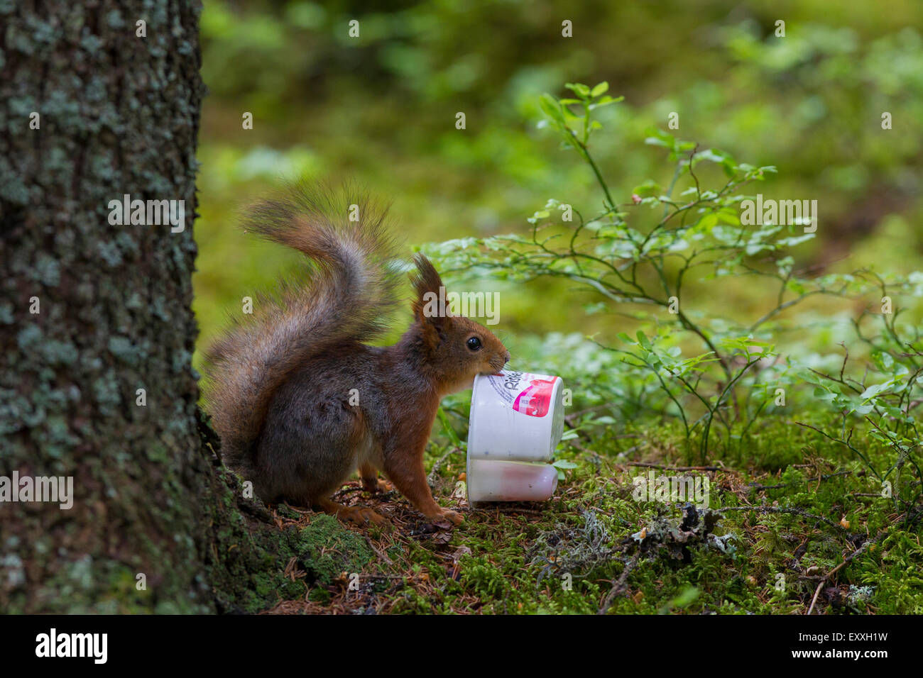 Eurasian écureuil roux (Sciurus vulgaris) se nourrissant de yogourt en plastique Banque D'Images