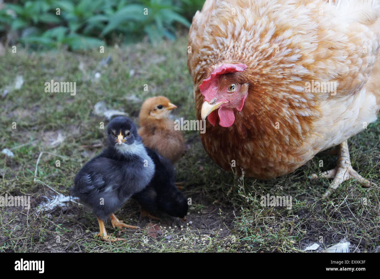 Hen avec petite nichée Banque D'Images