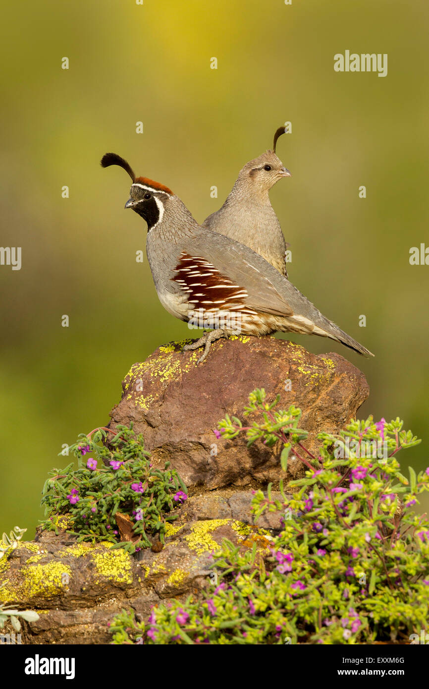 La caille de Gambel Callipepla gambelii Tucson, Arizona, United States 21 mâles et femelles adultes Mai Phasianidae Banque D'Images