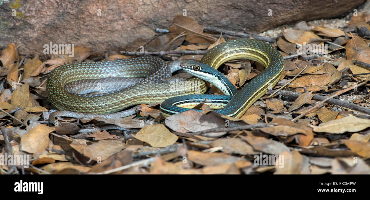 Whipsnake Sonoran Masticophis bilineatus Tucson, Arizona, United States 9 juillet Colubridés Adultes Banque D'Images