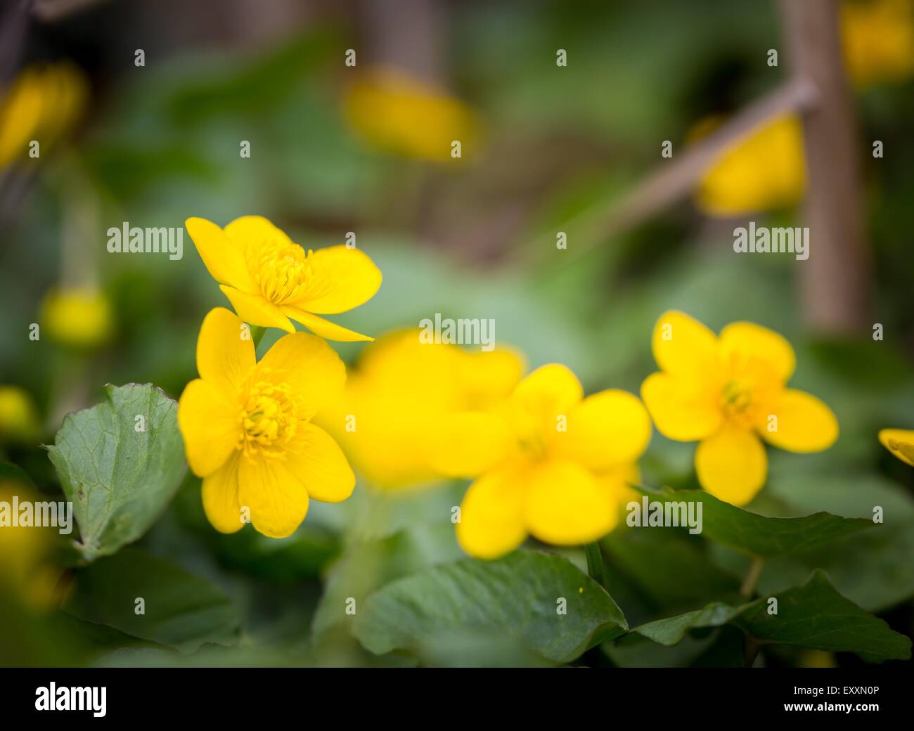 Belle Floraison Jaune Sauvage Fleurs De Fleurs Les Plantes