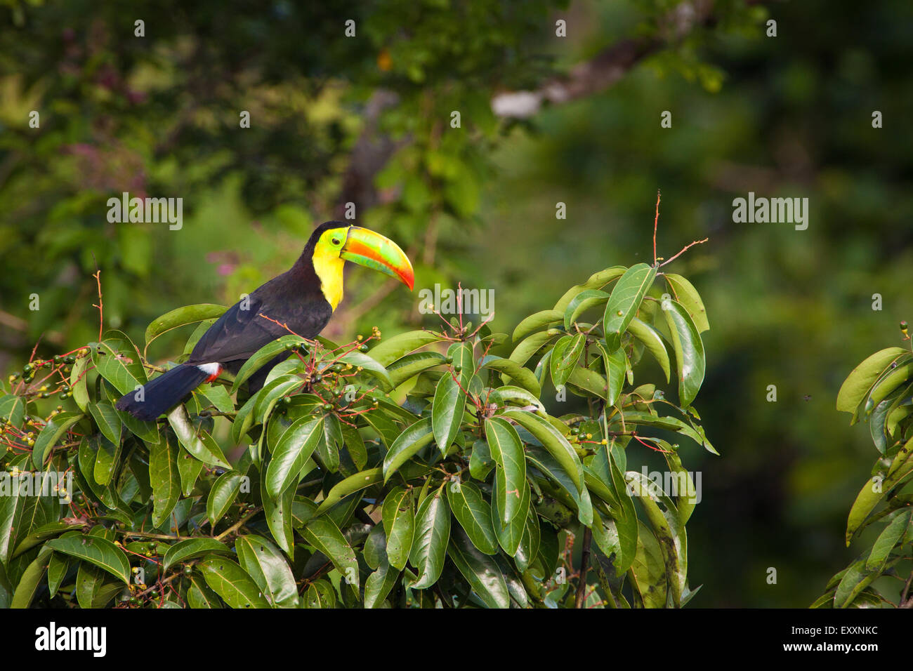 Toucan à carène, Ramphastos sulfuratus, dans la forêt tropicale du parc national de Soberania canopée, République du Panama. Banque D'Images