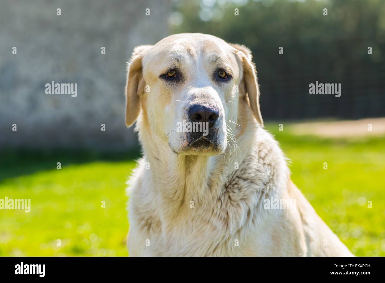 Big Dog portrait. Visage de l'animal sur green outdoor arrière-plan. Banque D'Images