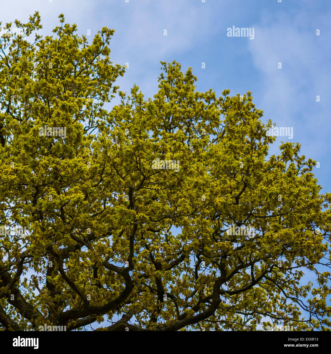 Les feuilles des arbres vert contre un ciel bleu Banque D'Images