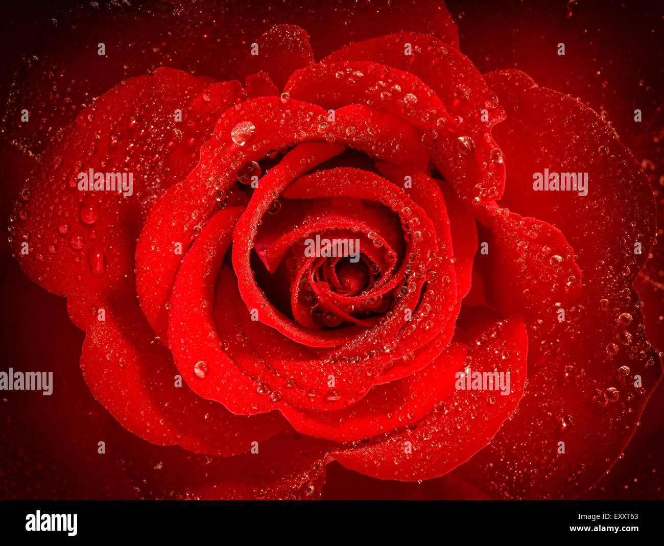 Rose rouge fleur avec gouttes d'eau. Carte de voeux vacances concept. Focus sélectif et vignette Banque D'Images