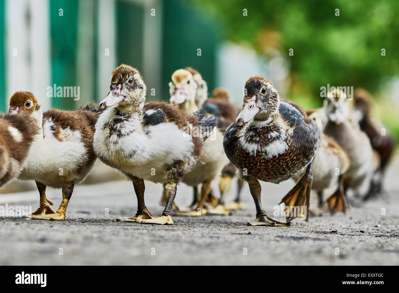 Des couvées de canards retour à l'accueil le long du chemin d'asphalte Banque D'Images