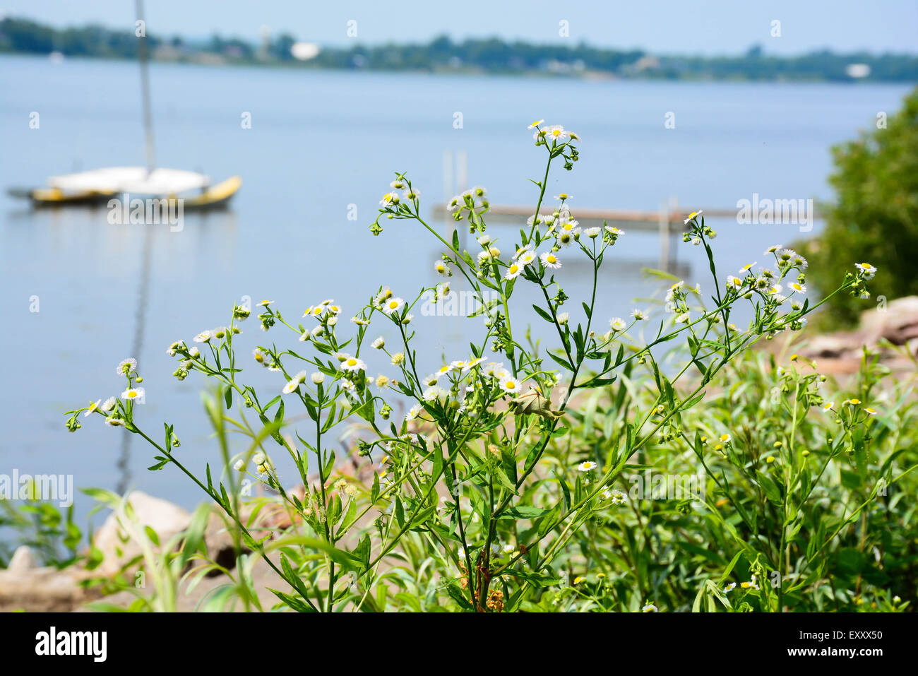 Les fleurs du bord du lac en effet bokeh Banque D'Images