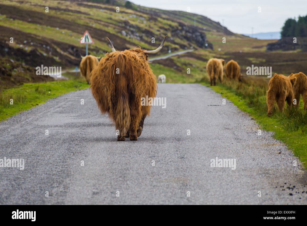Les vaches Highland sur route de Beaumont, l'Écosse. Banque D'Images