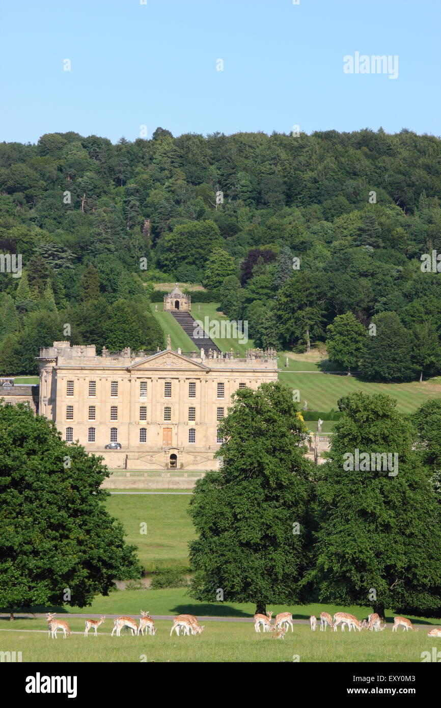 Daims paissent dans la prairie-parc entourant Chatsworth House (photo) sur une chaude journée d'été, Peak District, Derbyshire, Royaume-Uni Banque D'Images