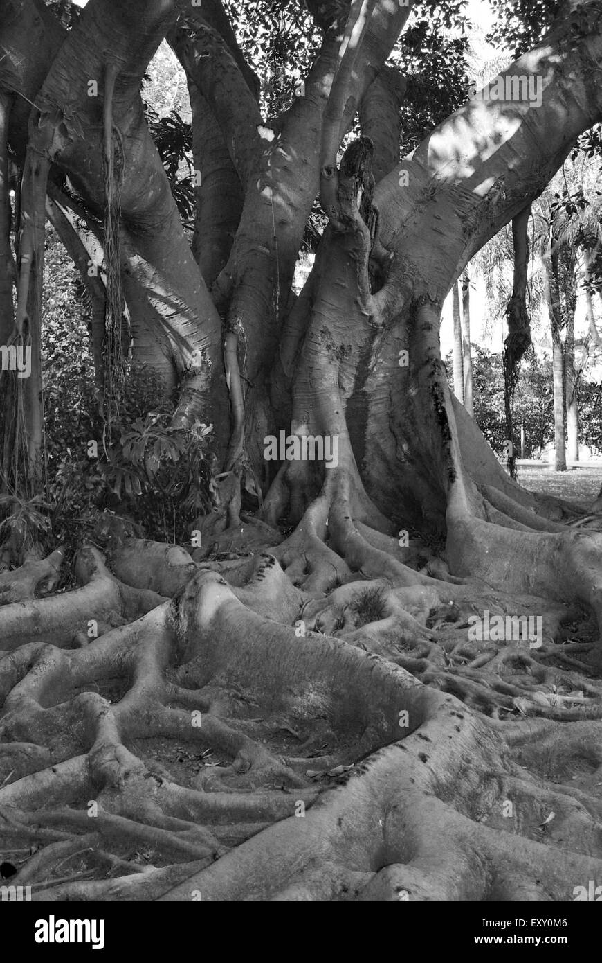 Vieux arbres noueux dans b&w Banque D'Images