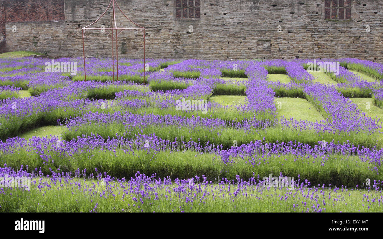 Un labyrinthe de lavande cultivée à l'aide de Lavande Anglaise (lavendula) angustifoia - Sheffield, England UK Banque D'Images