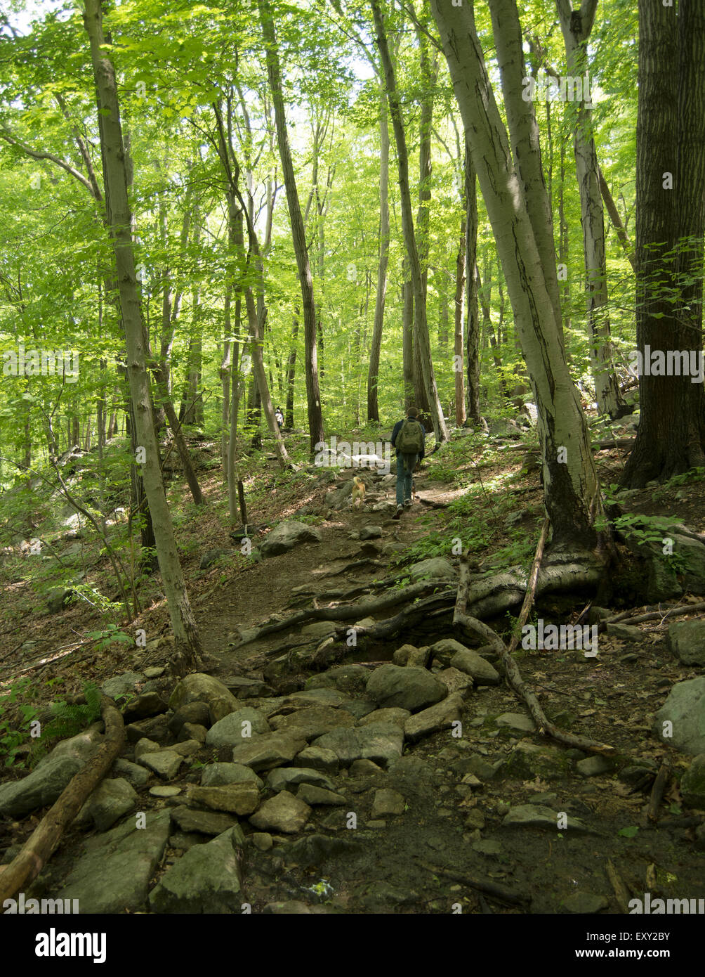 Randonnées jusqu'Anthony's Nose, sentier des Appalaches, New York Banque D'Images