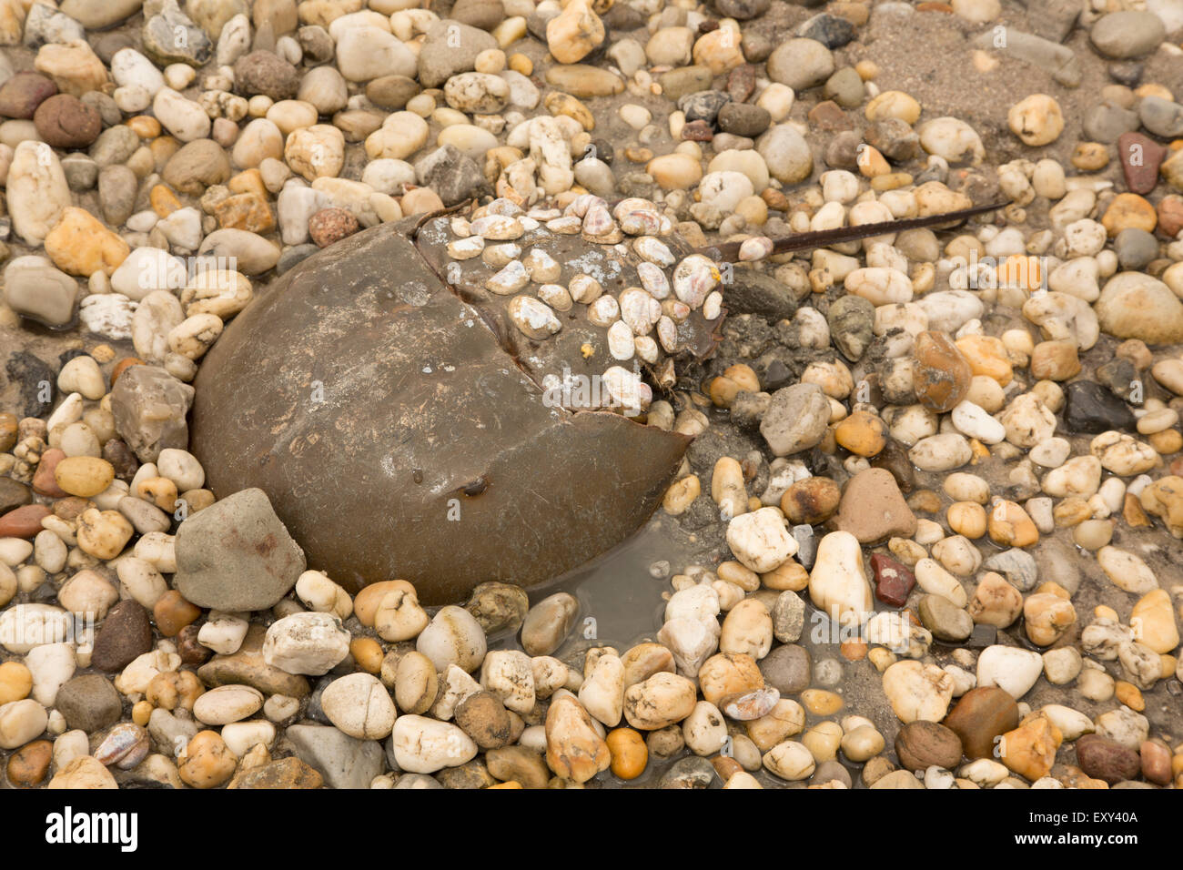 Atlantic limule, Limulus polyphemus, Delaware, Maryland, à venir à terre pour se reproduire Banque D'Images