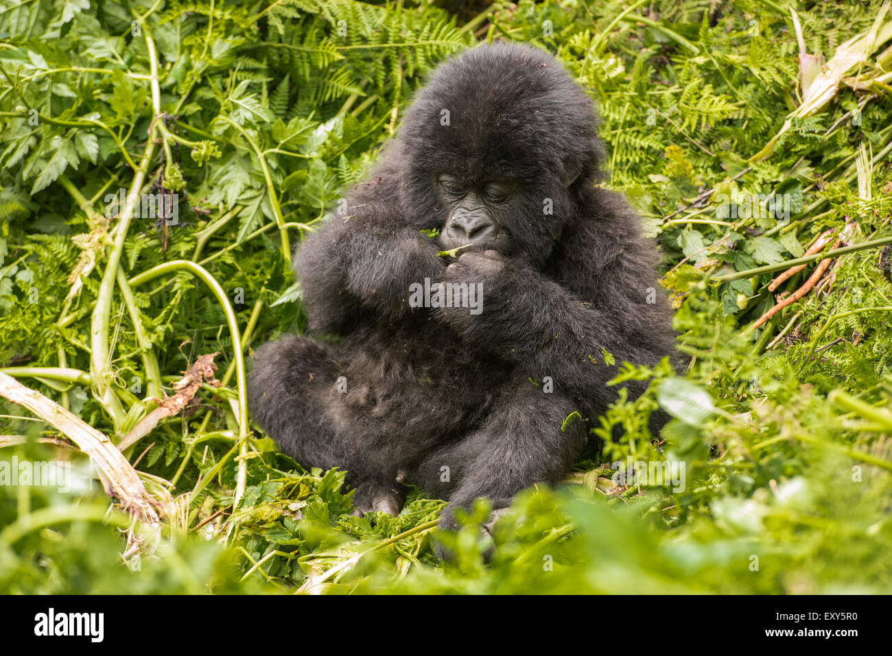 Gorille De Montagne Bebe Assis Dans La Vegetation Le Parc National Des Volcans Rwanda Photo Stock Alamy