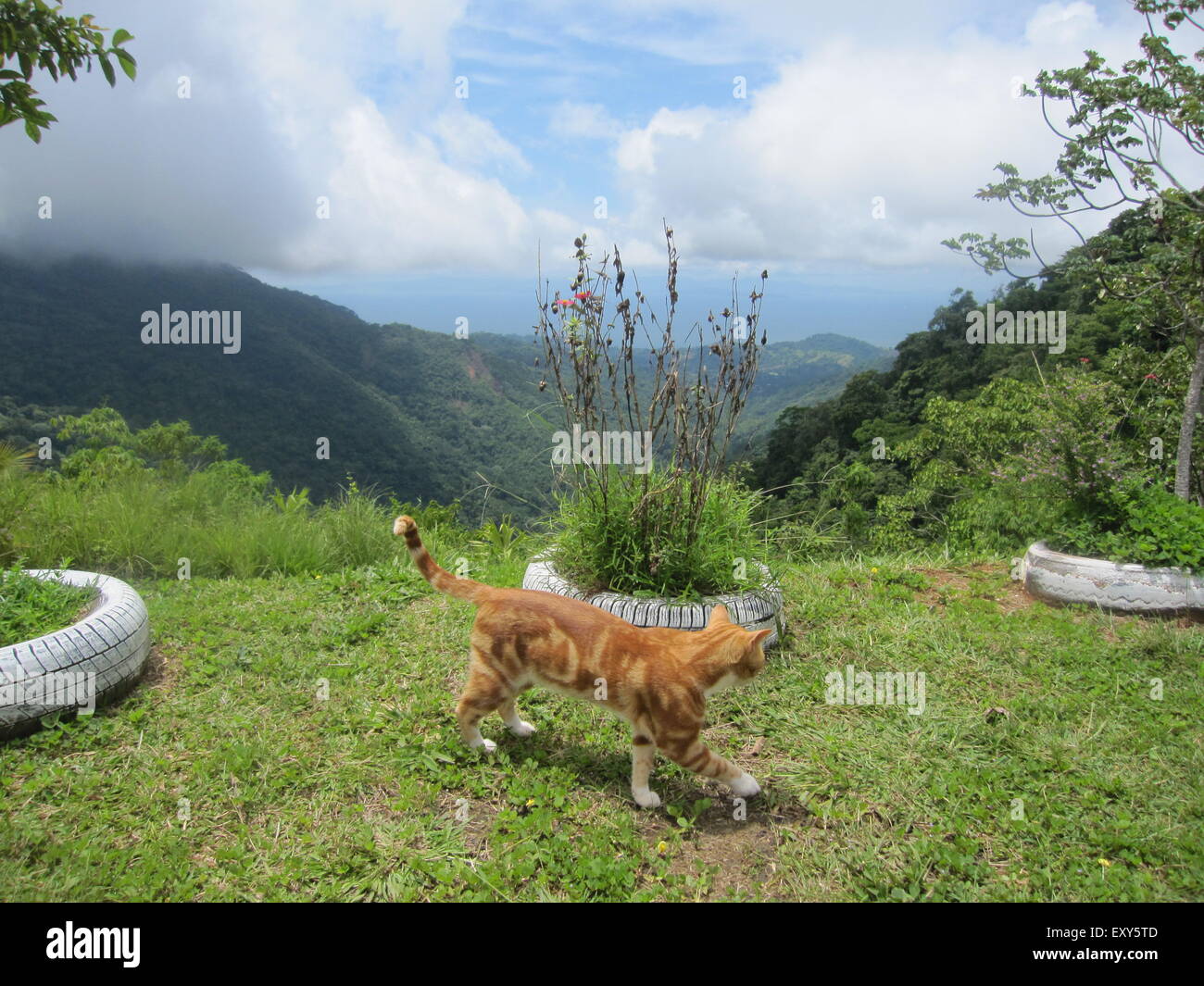Un chat orange marche sur l'herbe au bord de la vallée Banque D'Images