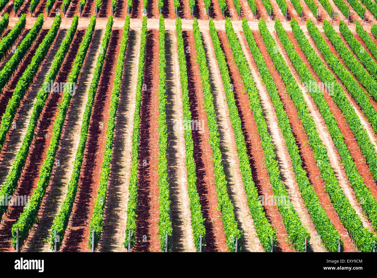 Lignes de raisins dans une vigne de l'Oregon Wine Country Banque D'Images