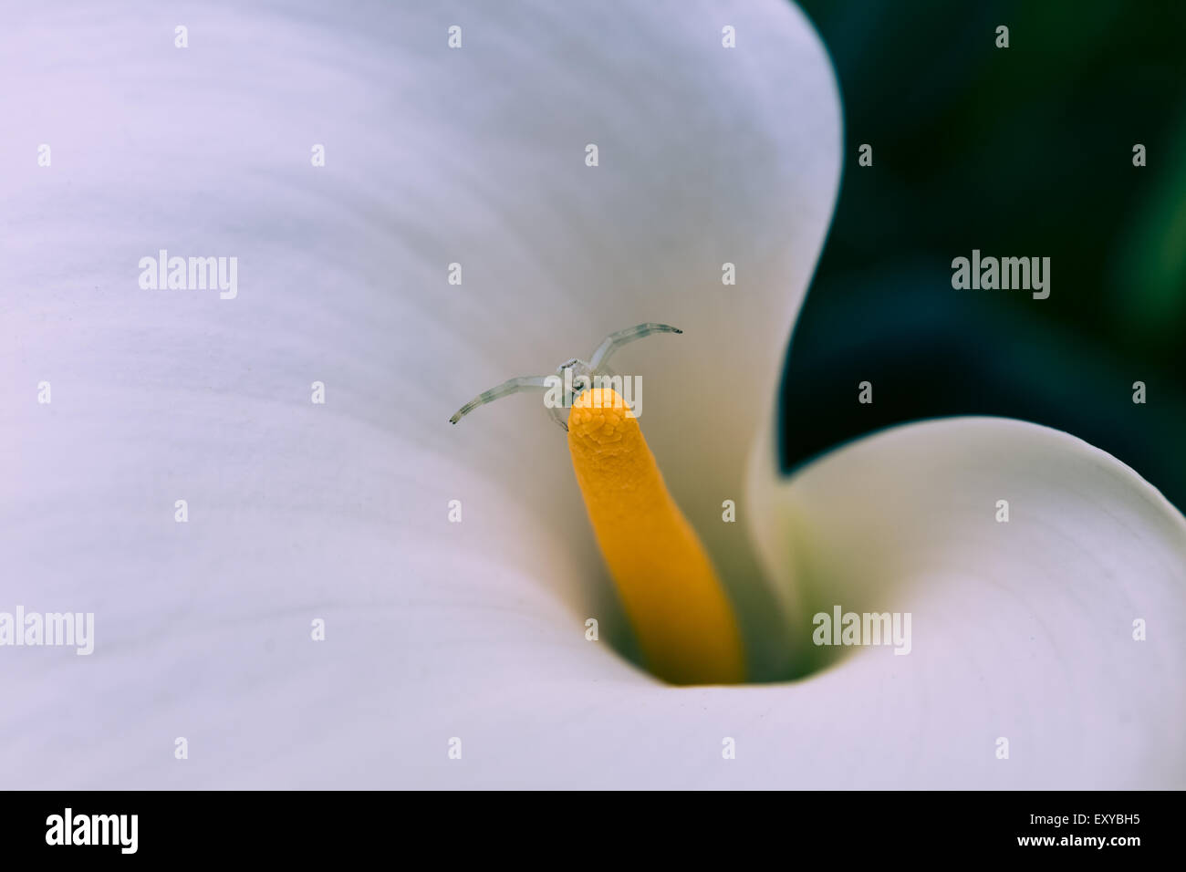 Menace sur une araignée minuscule calla lily Banque D'Images