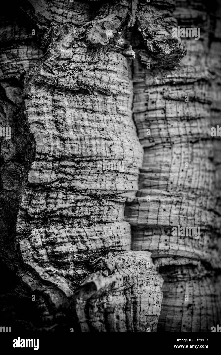 Détail de l'écorce des arbres de chêne en noir et blanc Banque D'Images