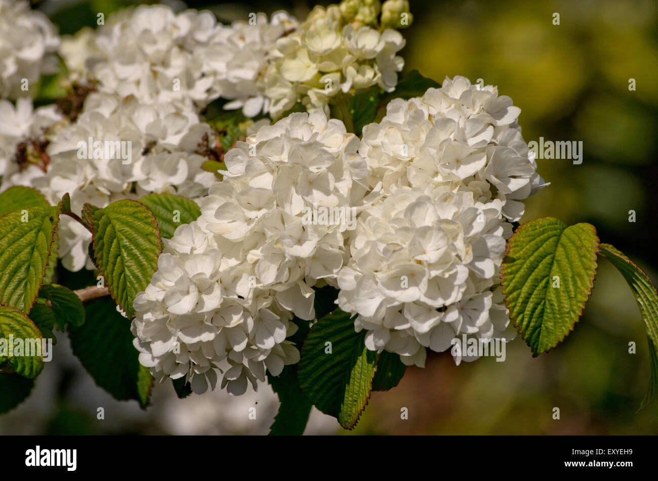 Viburnum plicatum Triumph Banque D'Images