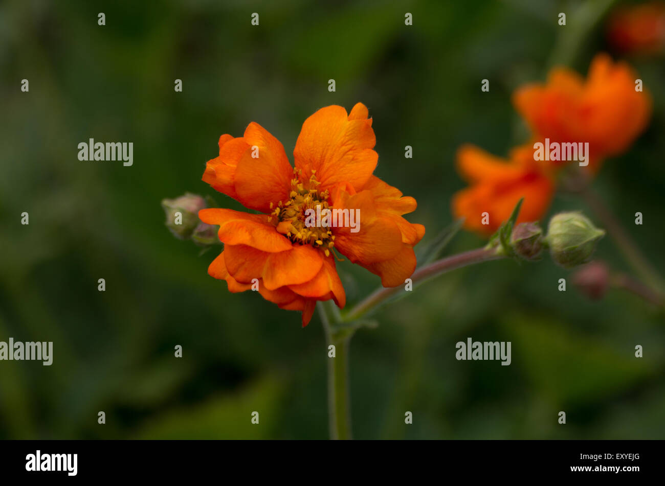 Geum Dolly North Banque D'Images