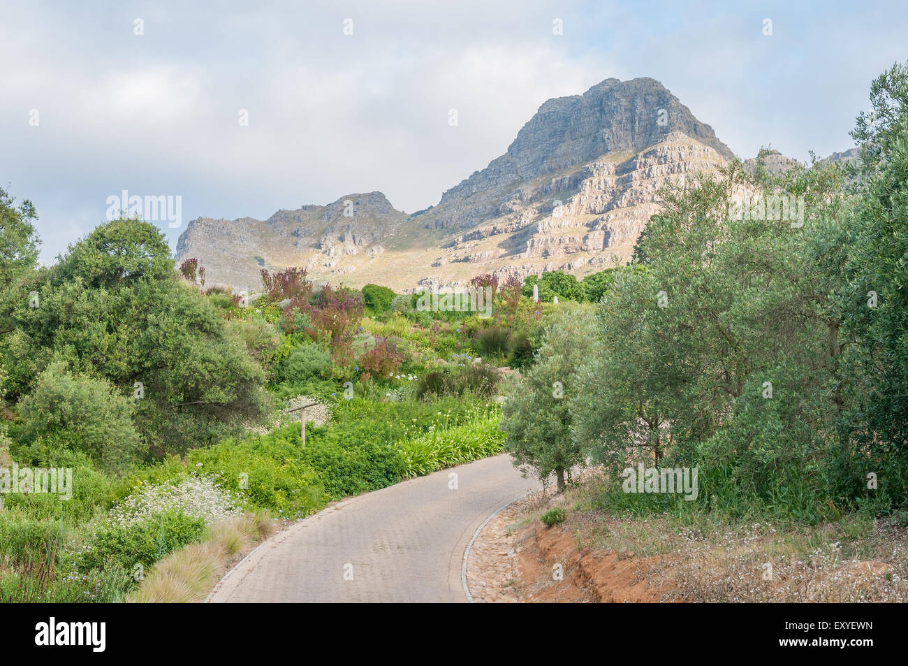 Vue d'un jardin près de Stellenbosch dans la province du Cap-Occidental en Afrique du Sud. La Helderberg (Effacer) La montagne est en montagne Banque D'Images