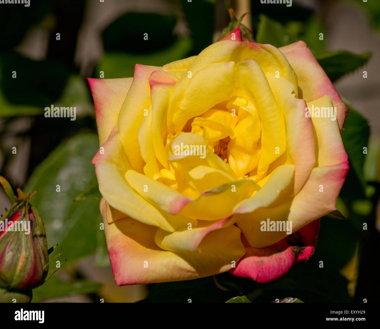 Mascarade de Rosa Banque D'Images