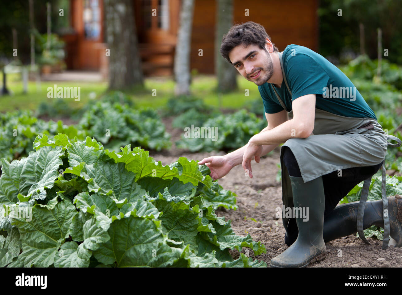 Vue d'un jeune agriculteur attrayant de la rhubarbe de récolte Banque D'Images