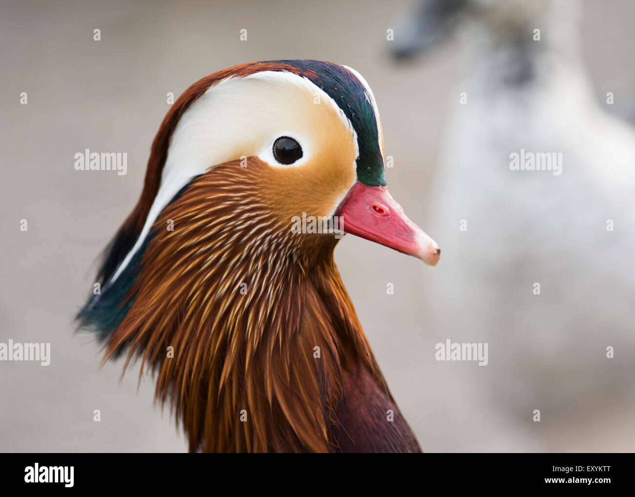 De gros plan homme Canard mandarin (Aix galericulata) Banque D'Images