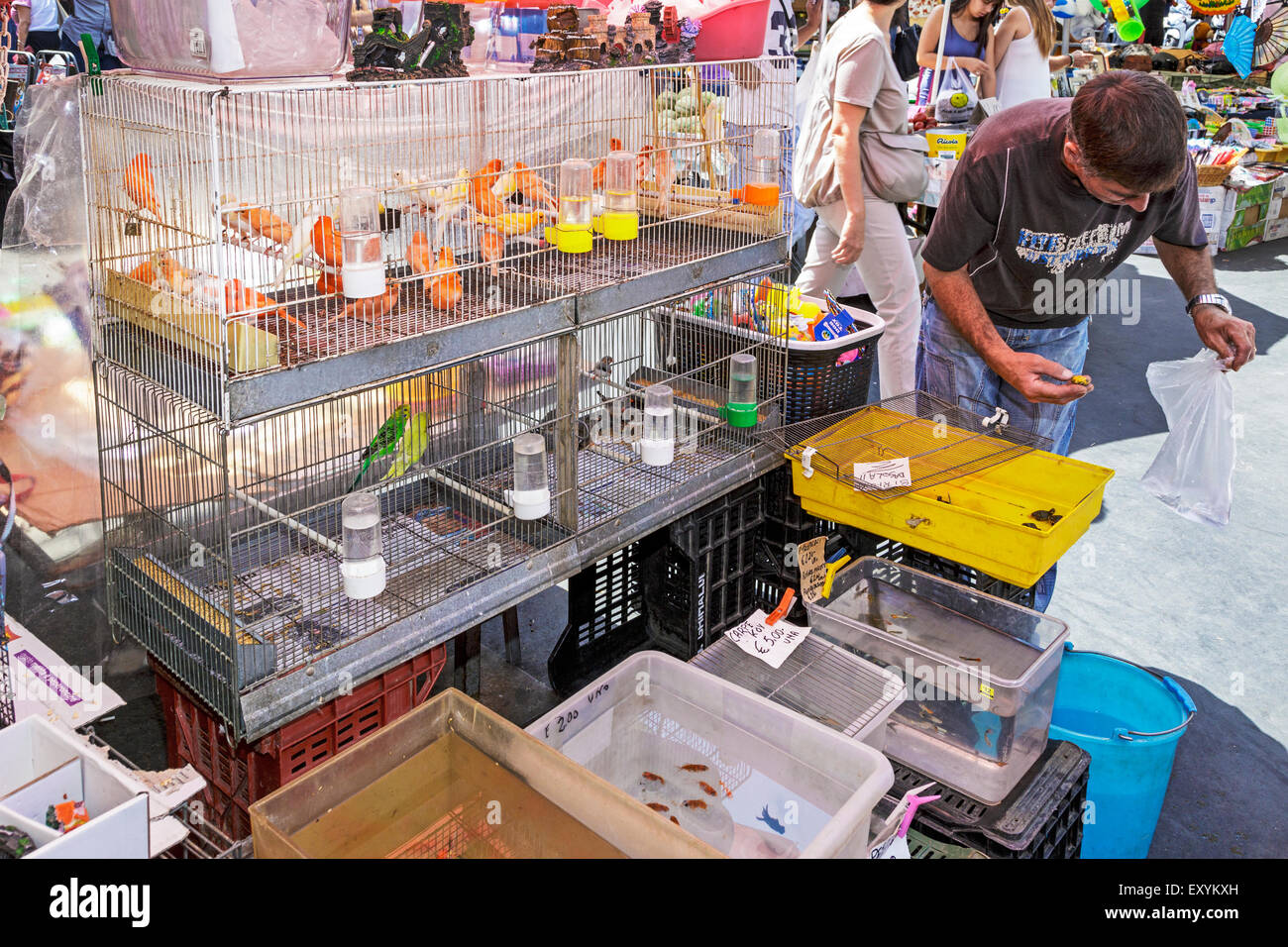 L'opérateur de marché à l'ouverture de la rue du marché, Catane, Sicile, Italie vendre des oiseaux, poissons tropicaux et d'eau douce, Banque D'Images