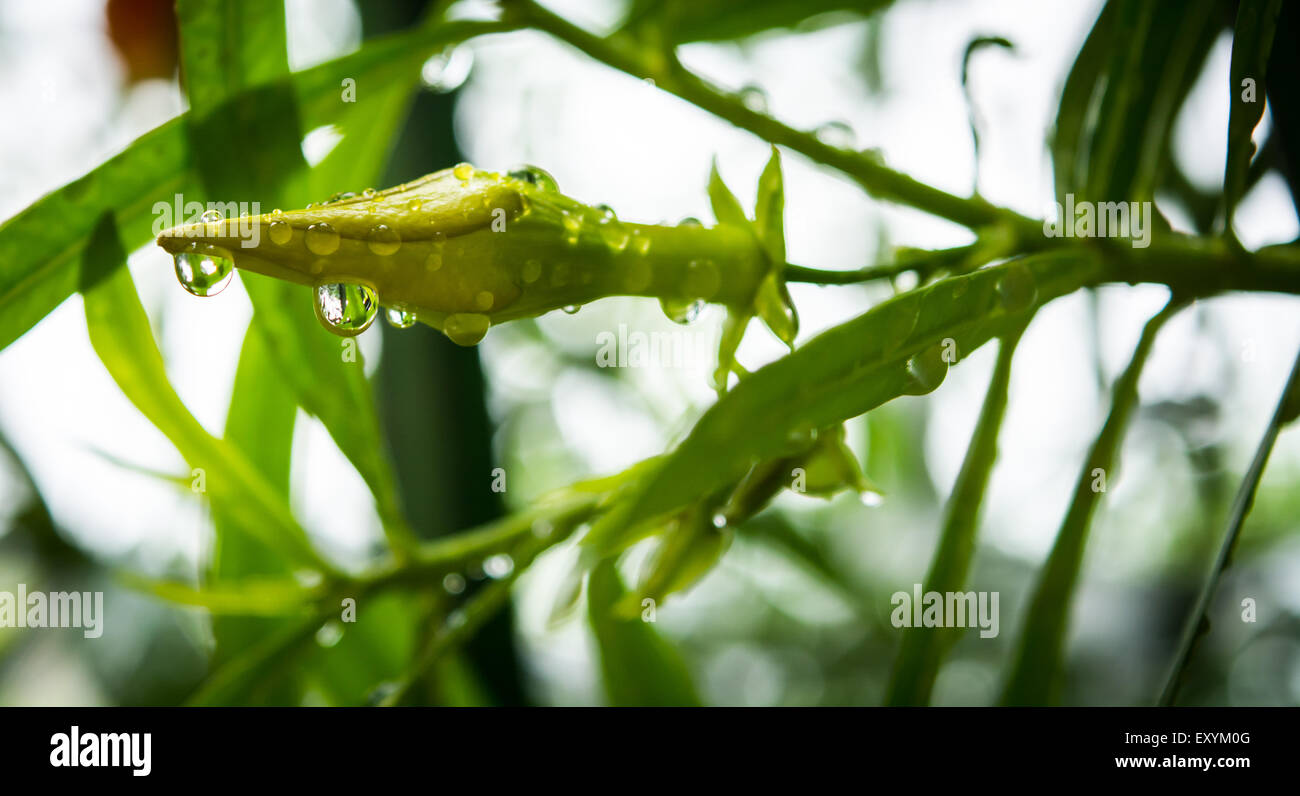 Des gouttelettes d'eau de pluie sur une fleur prête à s'épanoui. La belle nature. Banque D'Images