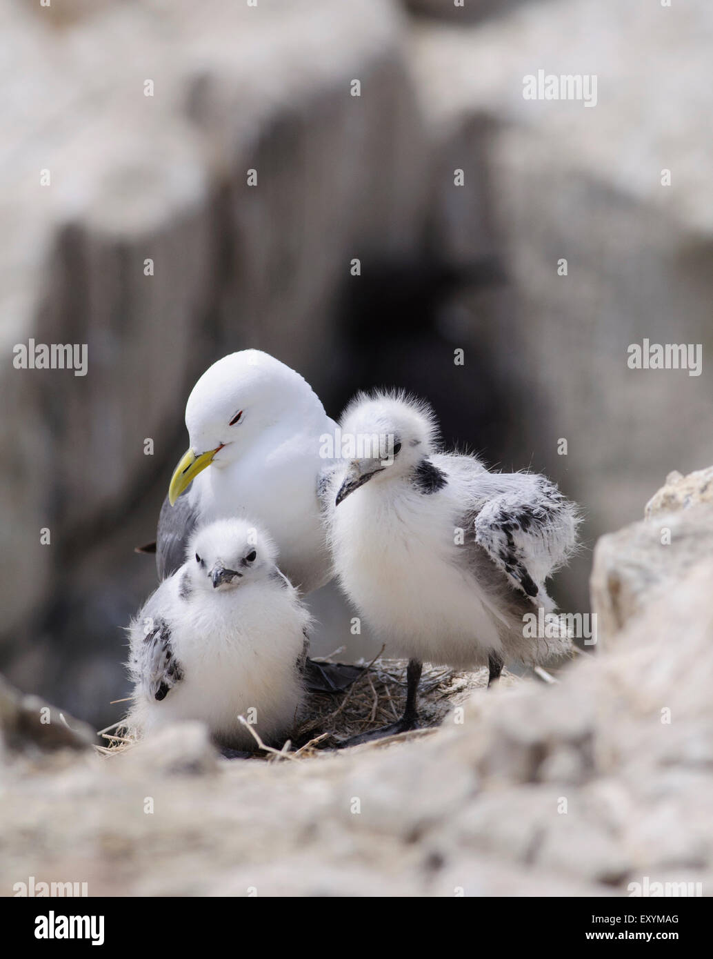 Mouette tridactyle (Rissa tridactyla) avec les poussins, les îles Farne, Royaume-Uni. Banque D'Images