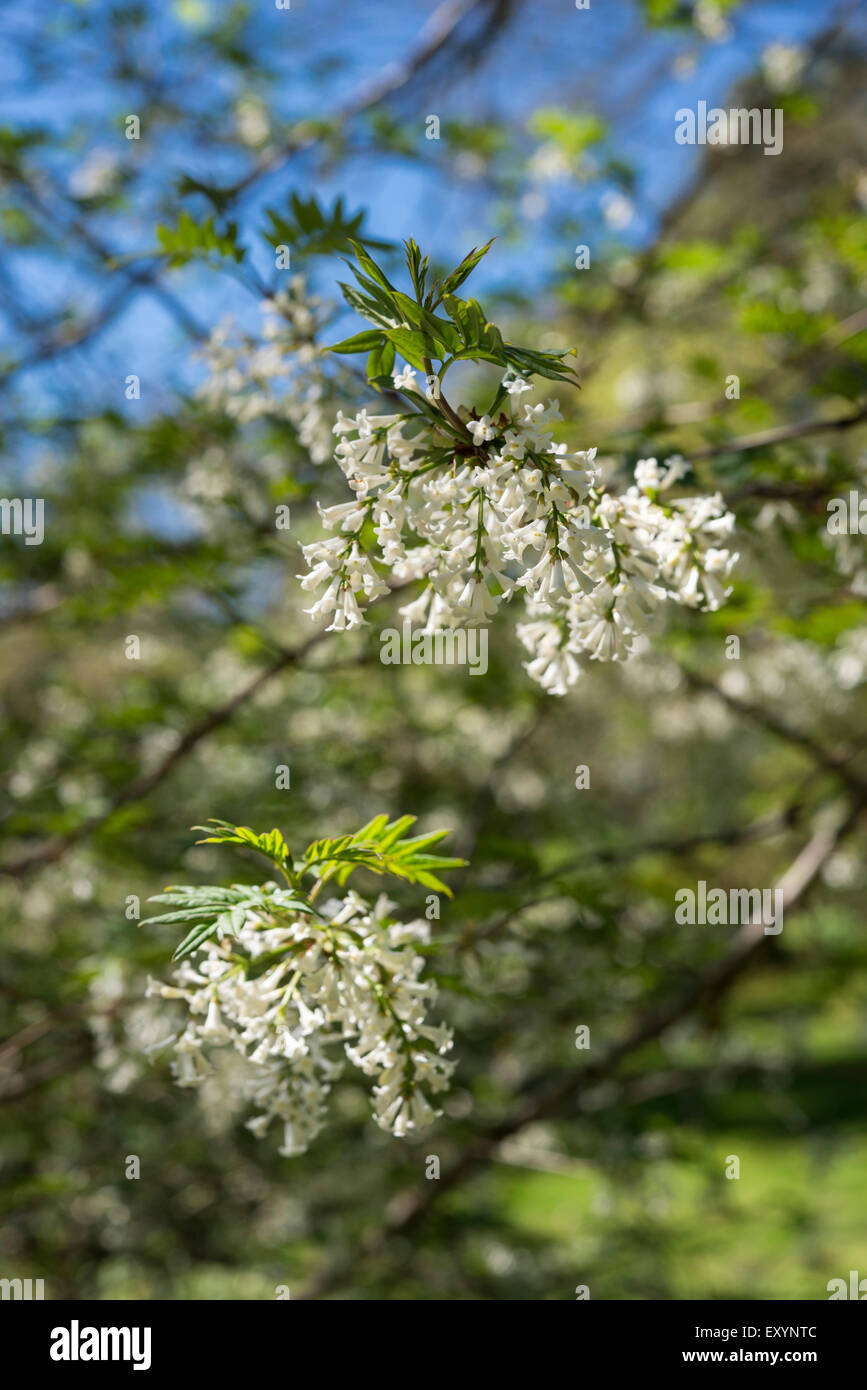 Syringa Pinnatifolia avec ballants fleurs blanches au printemps. Banque D'Images