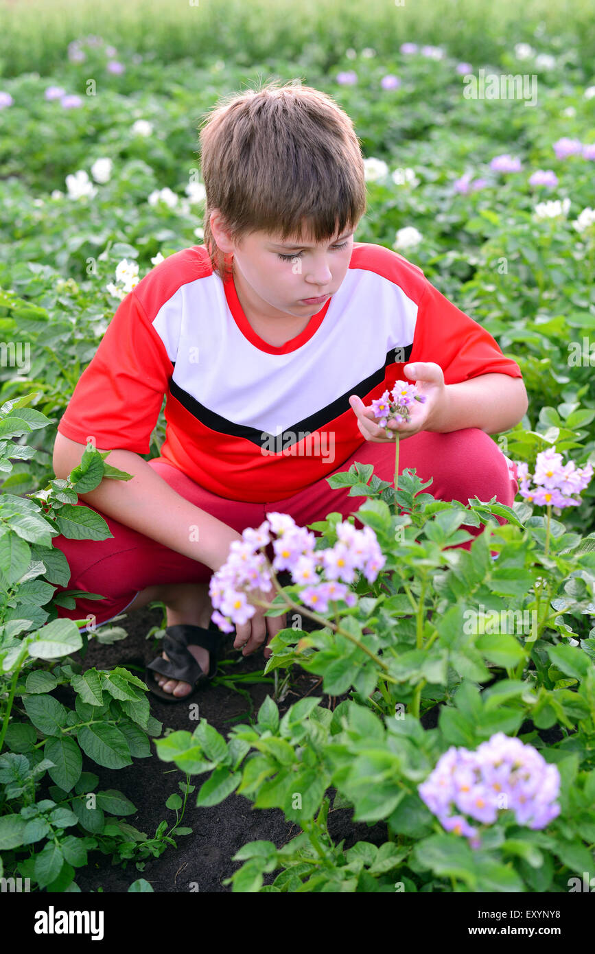 Adolescent garçon pousser des pommes de terre dans le jardin Banque D'Images