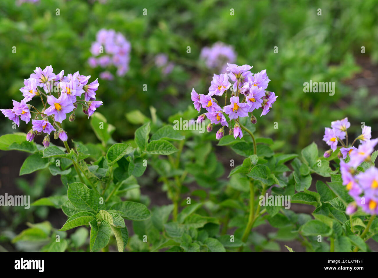 La floraison de pommes de terre dans la journée d'été Banque D'Images