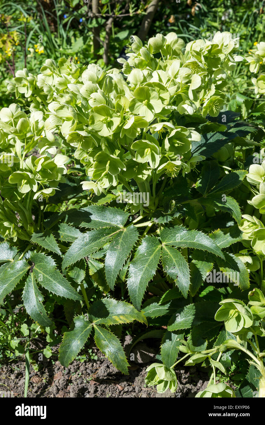 Helleborus Corsicus inhabituelle avec fleurs vertes. Banque D'Images