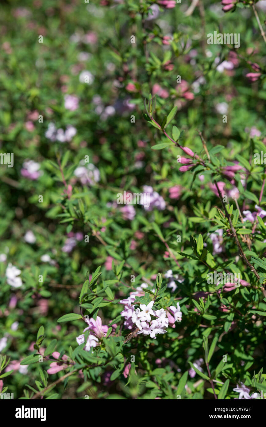 Daphne rose pâle à Sheffield botanical gardens. Banque D'Images