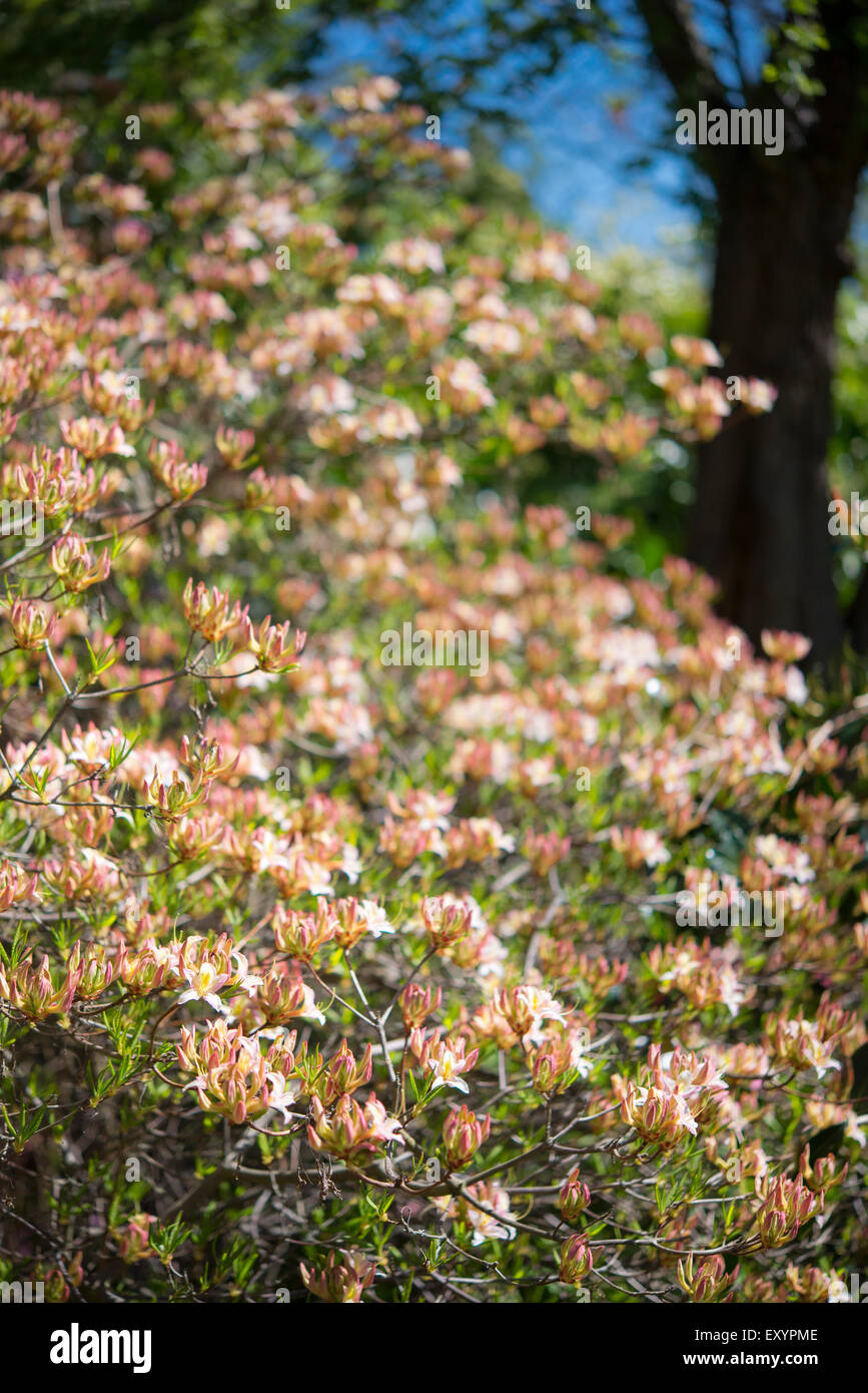 Masse d'azalées à feuilles caduques fleurir au soleil du printemps. Banque D'Images