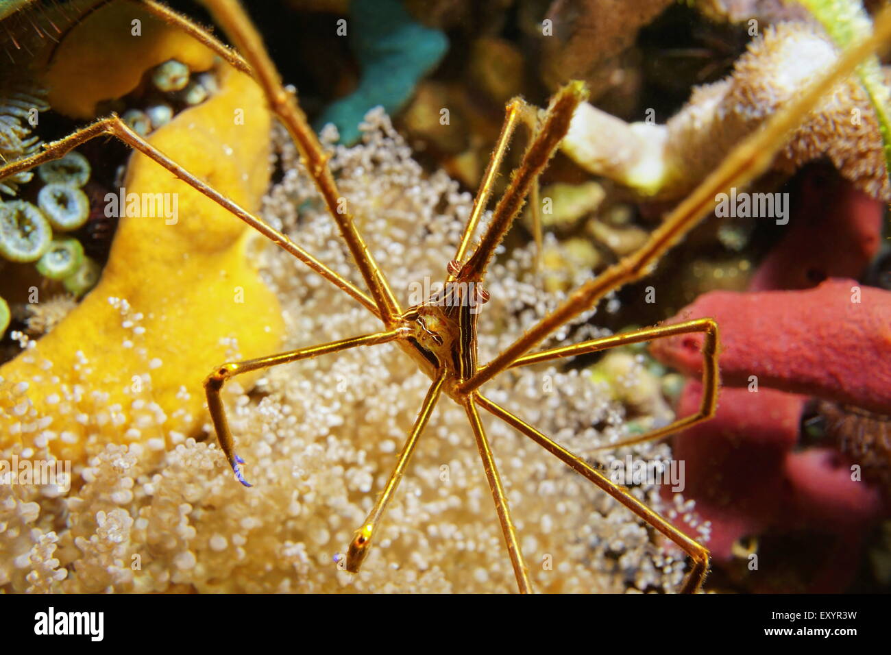 La vie de la mer, près de l'image d'un crabe flèche yellowline, Stenorhynchus seticornis, Fonds sous-marins dans la mer des Caraïbes Banque D'Images