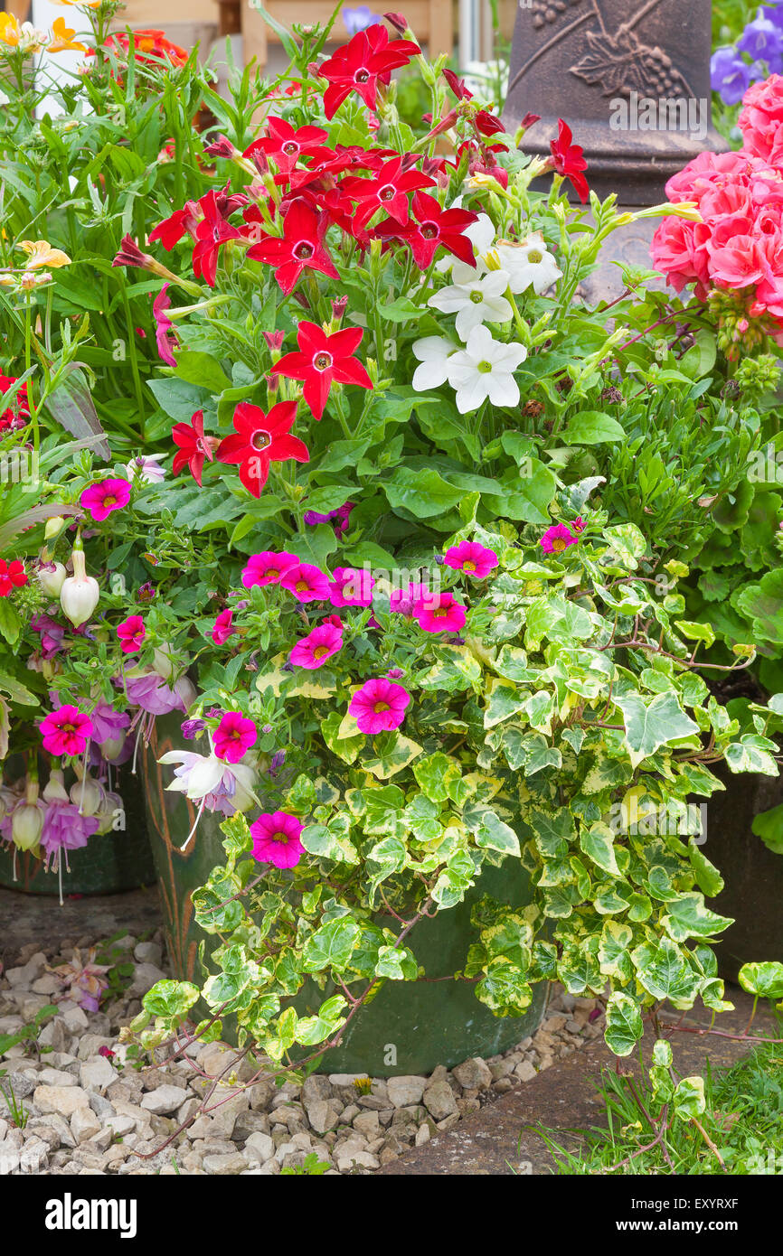 Les plantes en pots colorés dans un jardin urbain. Banque D'Images